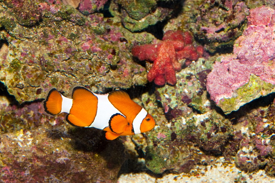 Clownfish in Aquarium against Reef Coral Background